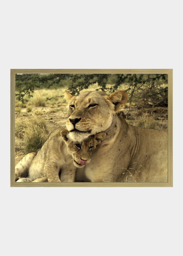 LIONESS WITH KIDS