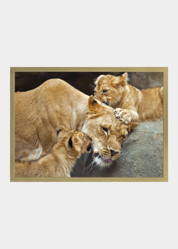 LIONESS WITH KIDS