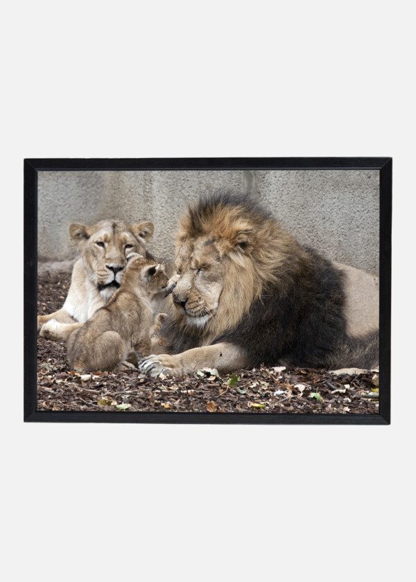 LION FAMILY