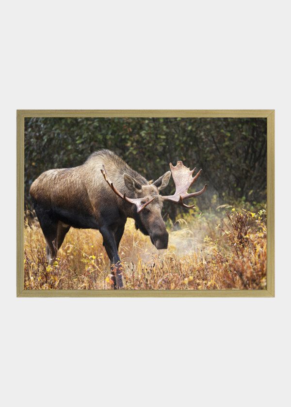 MOOSE