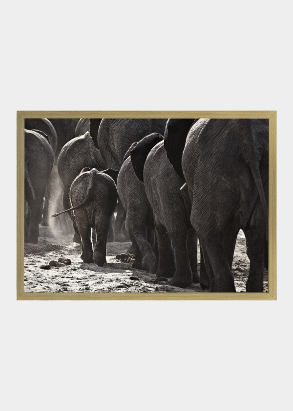 ELEPHANTS WITH YOUNG BABY