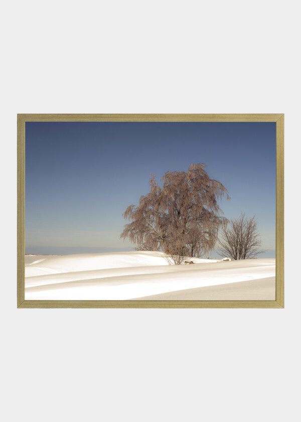 TREES IN WINTER LANDSCAPE