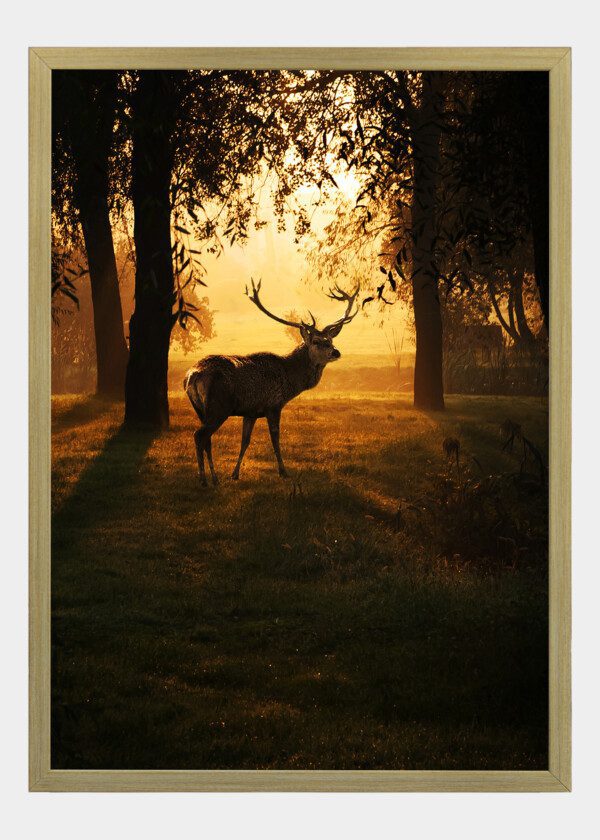 RED DEER
