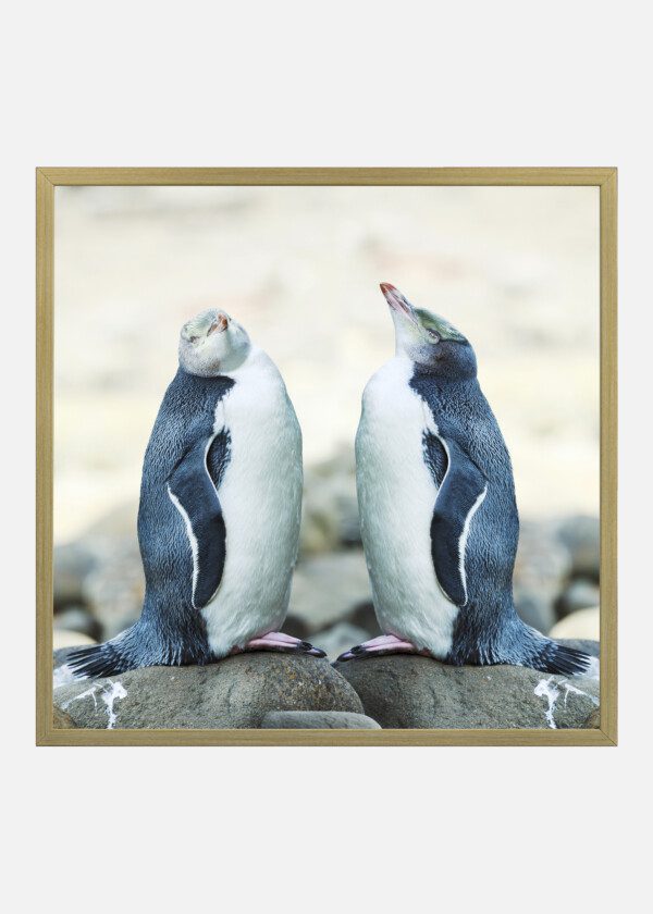 TWO PENGUINS