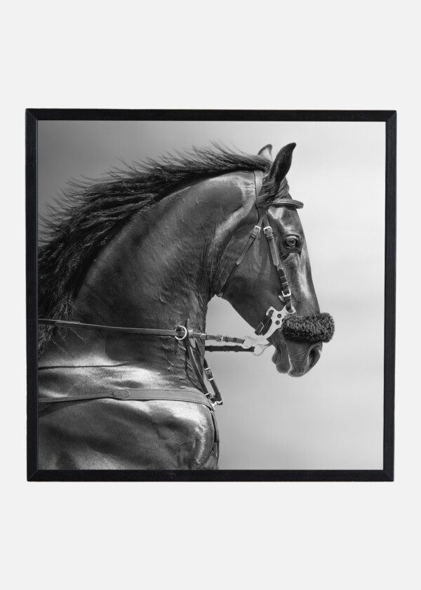HORSE HEAD