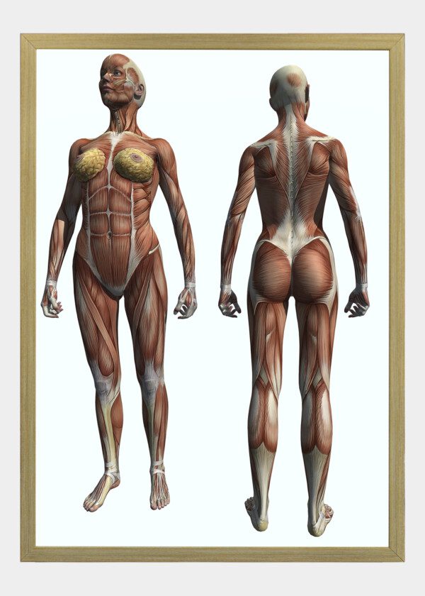 HUMAN BODY WOMAN