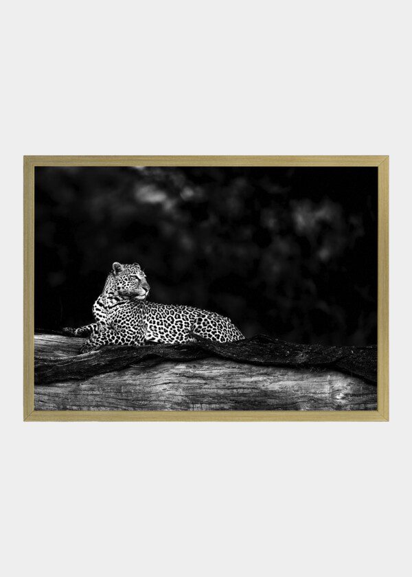 LEOPARD