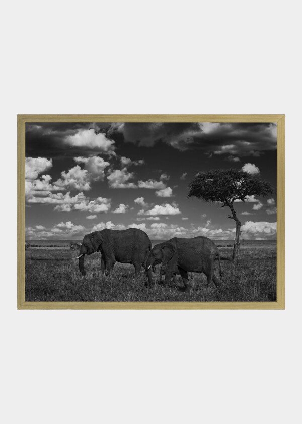 ELEPHANTS