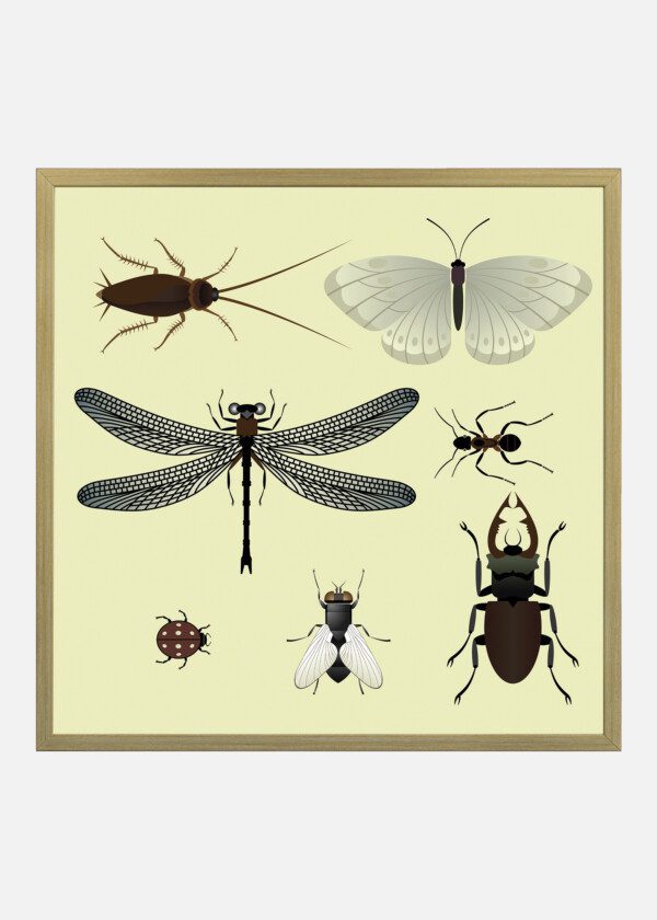 INSECT