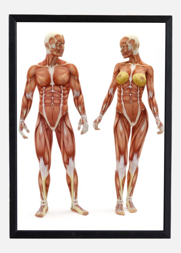 THE HUMAN BODY MALE, FEMALE