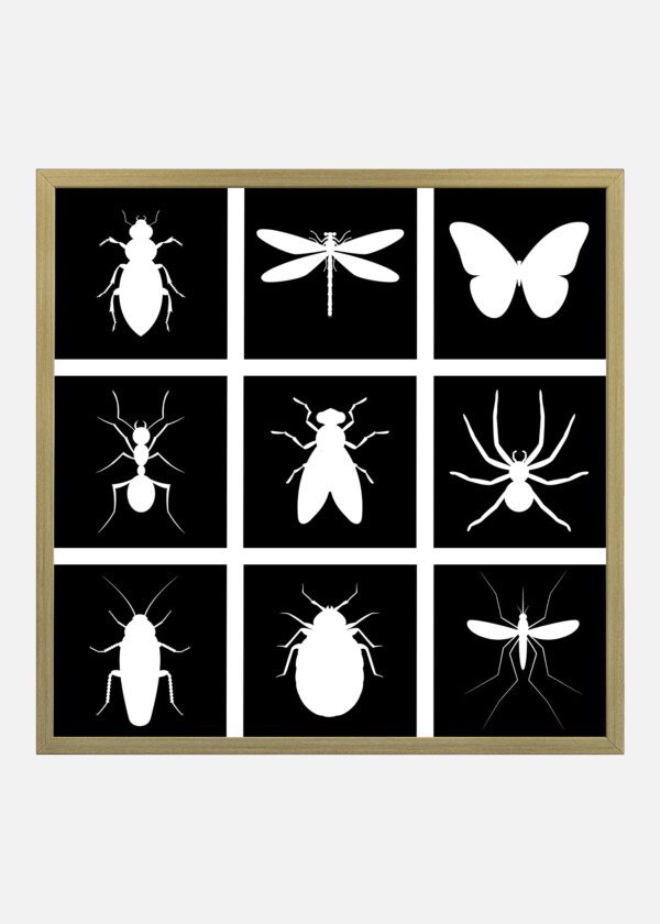 INSECTS