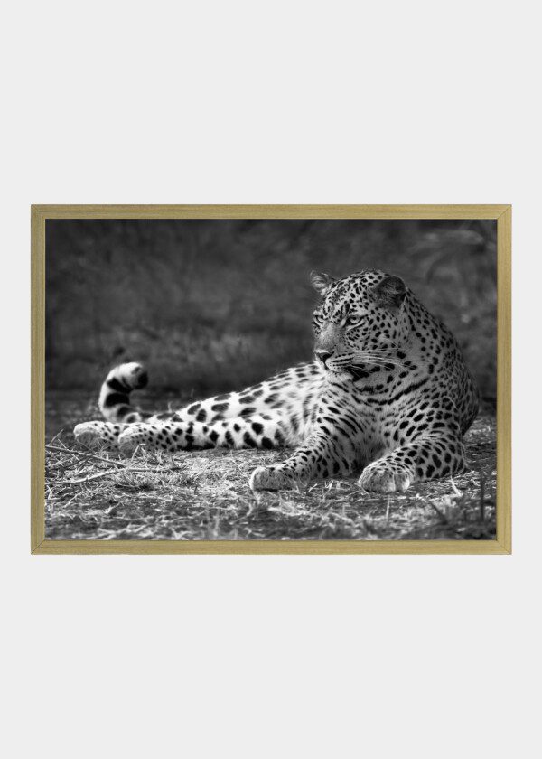 LEOPARD