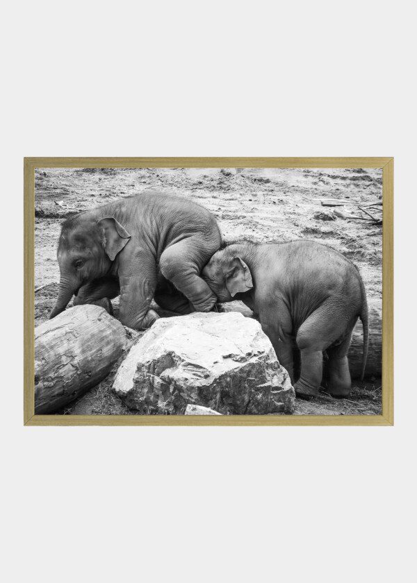 YOUNG ELEPHANTS