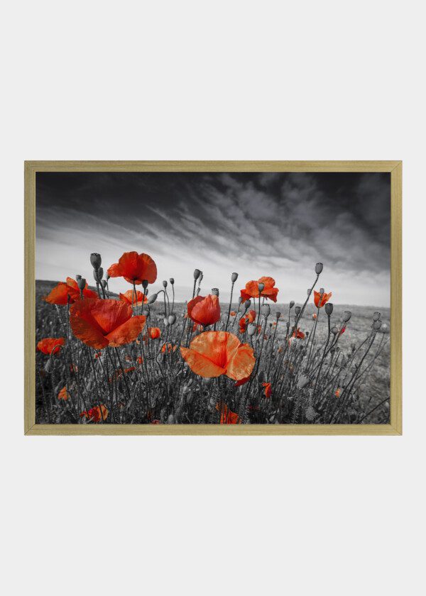 POPPY AGAINST BLACK AND WHITE BACKGROUND