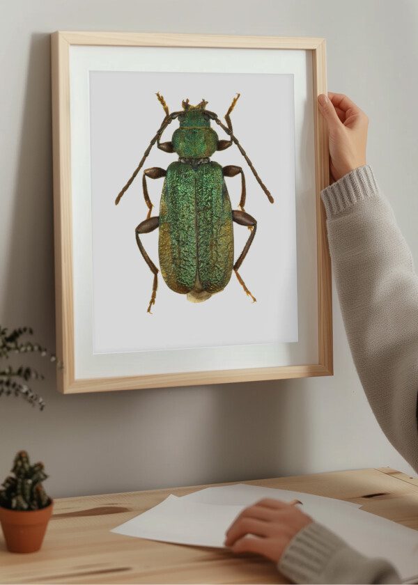 INSECT