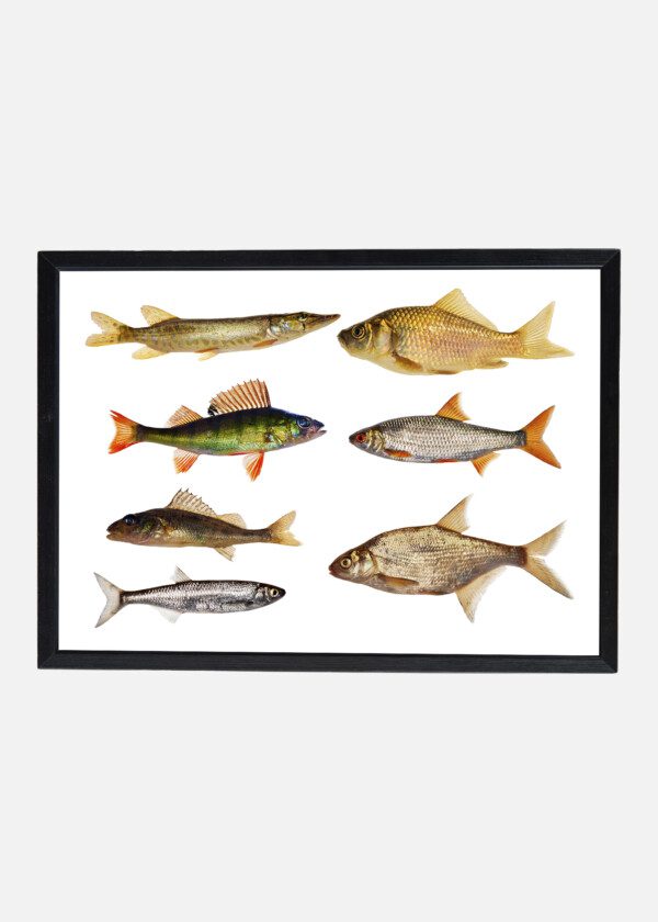 FISH