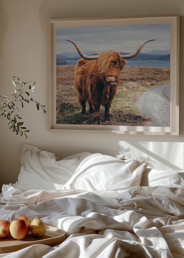 HAIRY SCOTTISH YAK ON THE ROAD, ISLE OF SKYE