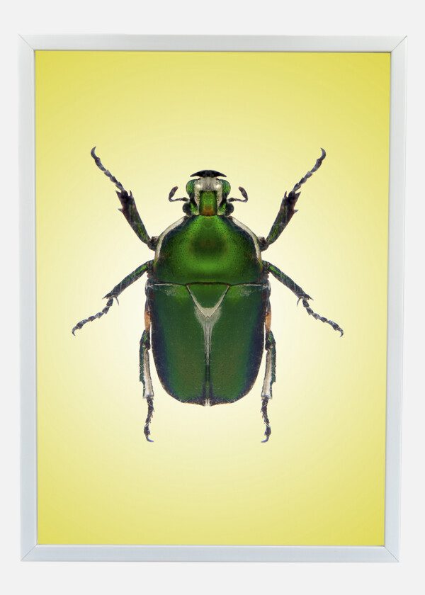 INSECT