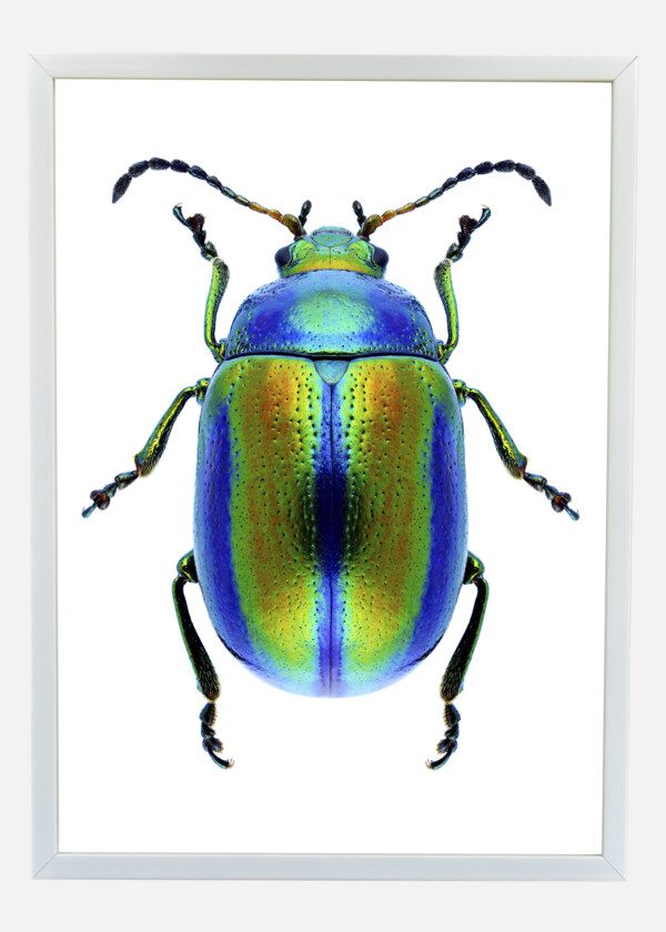 INSECT