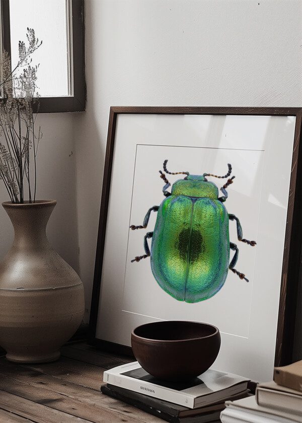 INSECT
