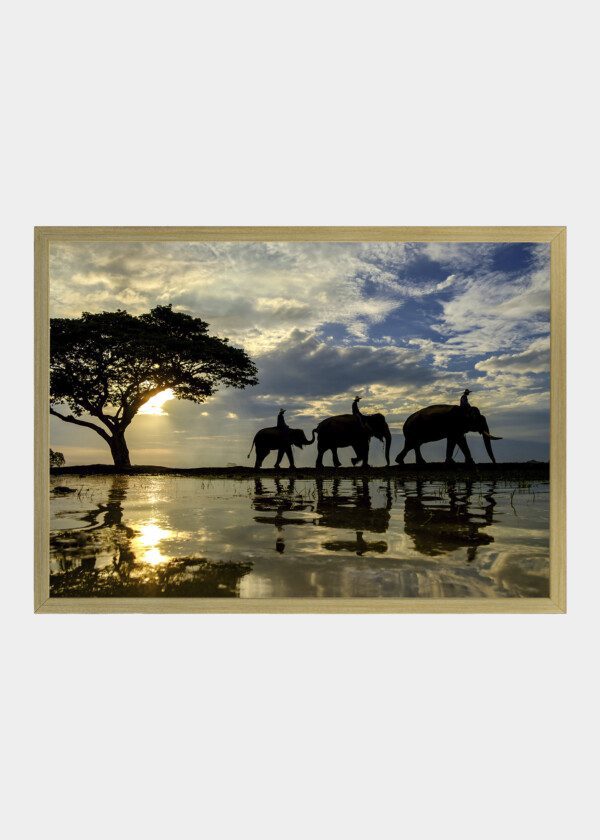 THREE ELEPHANTS