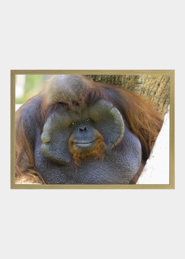 ORANGUTAN