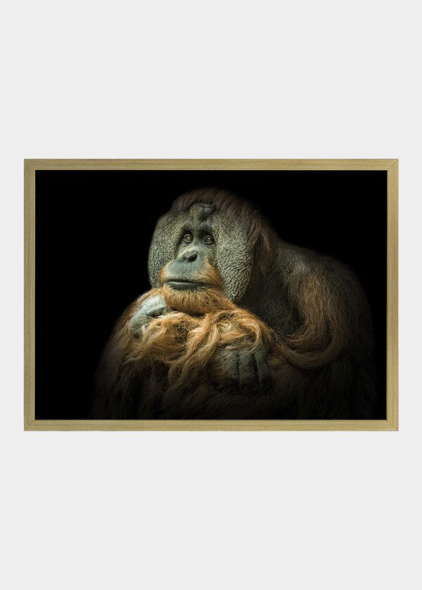 ORANGUTAN