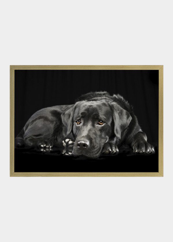 SVART-LABRADOR