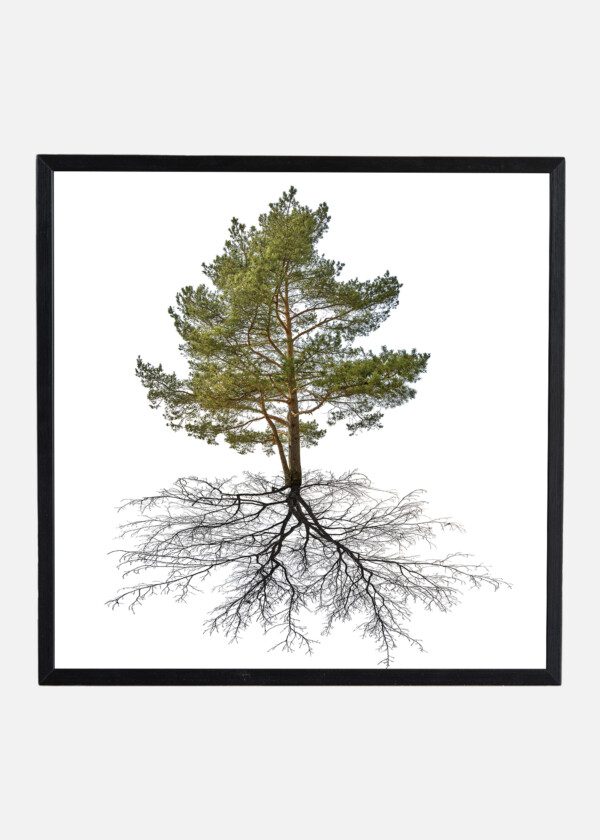 TREE WITH ROOTS