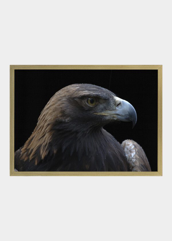 EAGLE'S HEAD