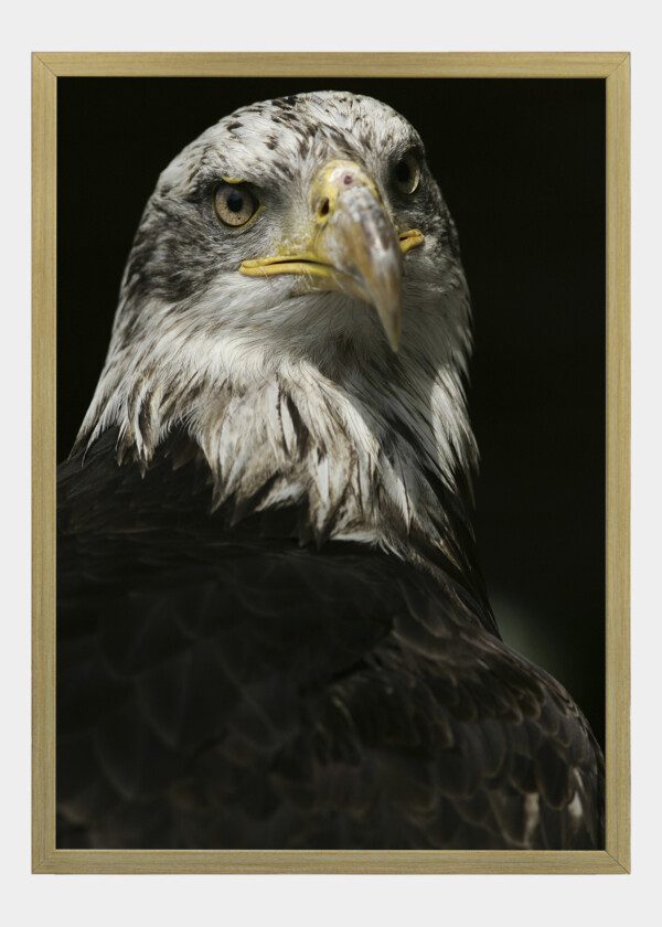 EAGLE'S HEAD