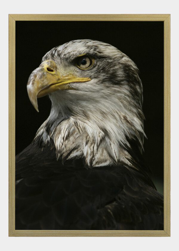 EAGLE'S HEAD