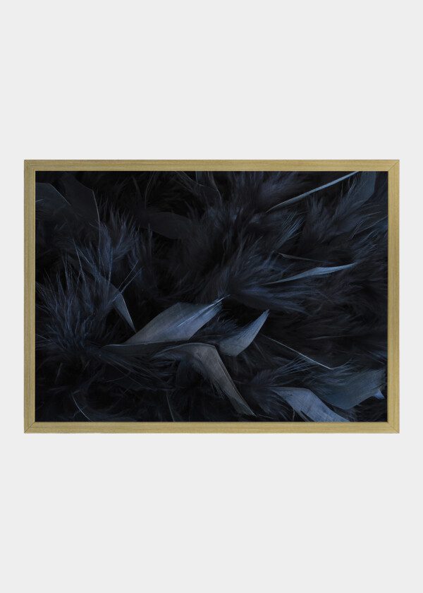 DARK FEATHERS