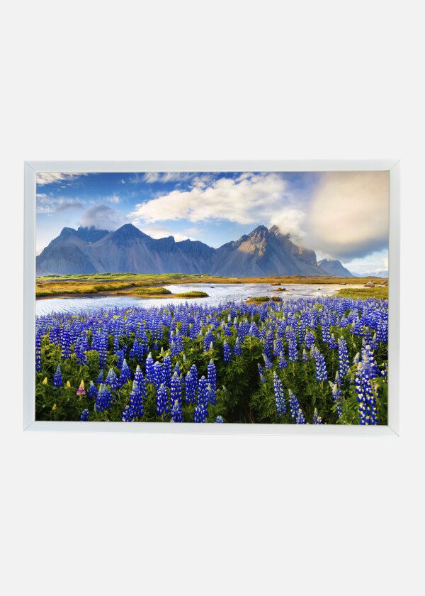 LUPINS AND HIGH MOUNTAINS