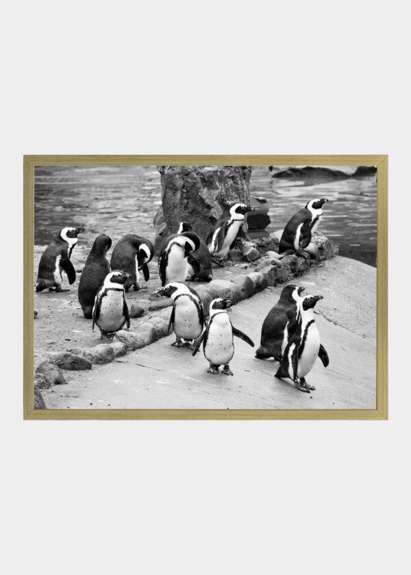 PENGUINS