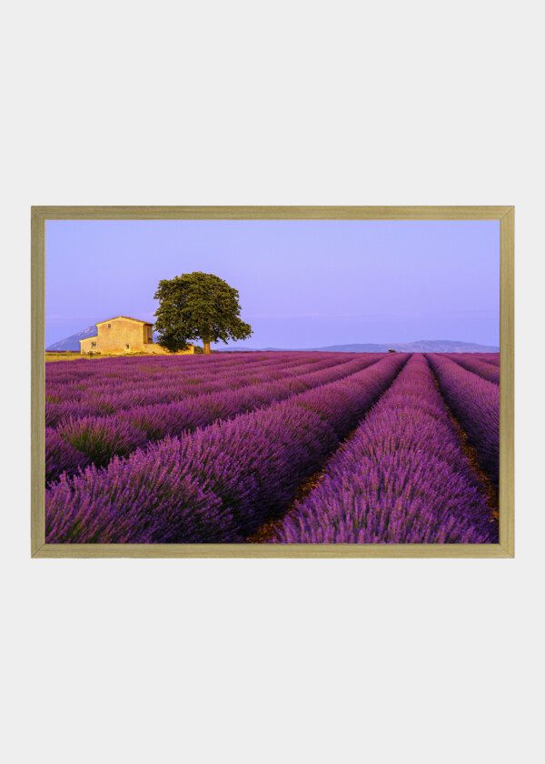 LAVENDER FIELD. PROVENCE FRANCE