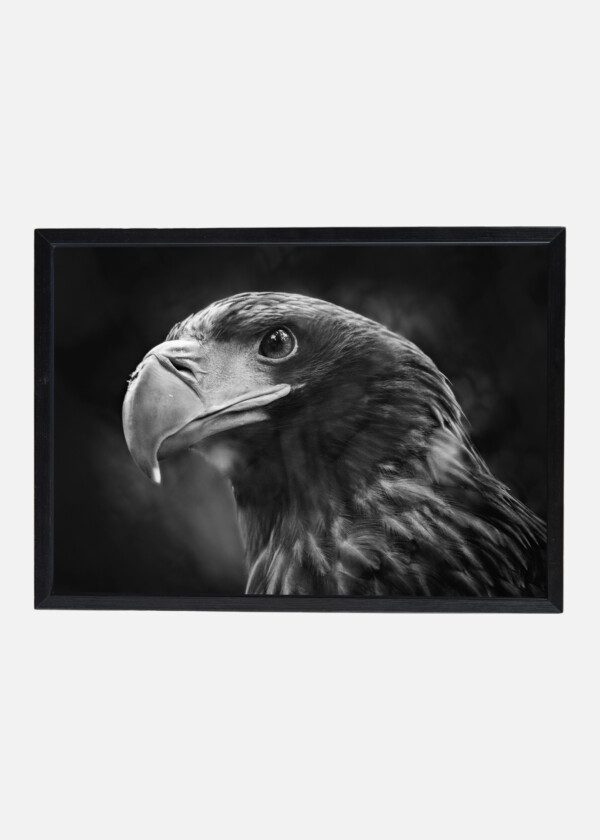 EAGLE'S HEAD