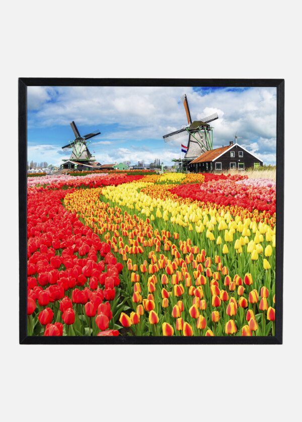 HOLLAND. TULIPS AND WINDMILLS