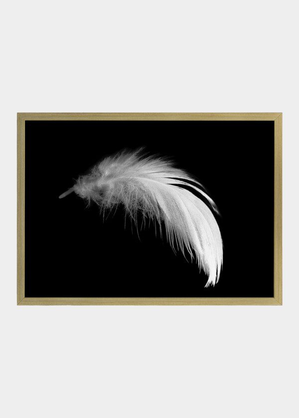 WHITE FEATHER AGAINST BLACK BACKGROUND