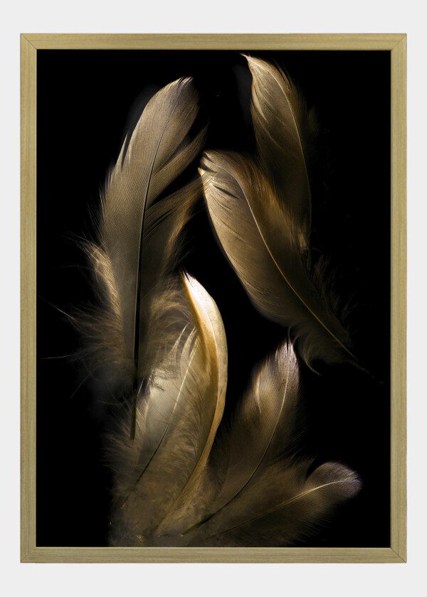 GOLD FEATHERS