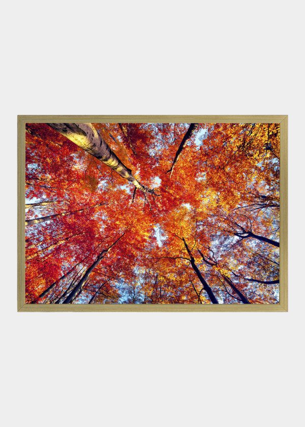 TREES IN AUTUMN COLORS