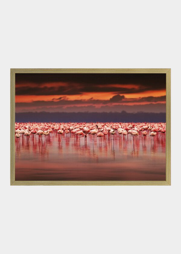 FLAMINGOS