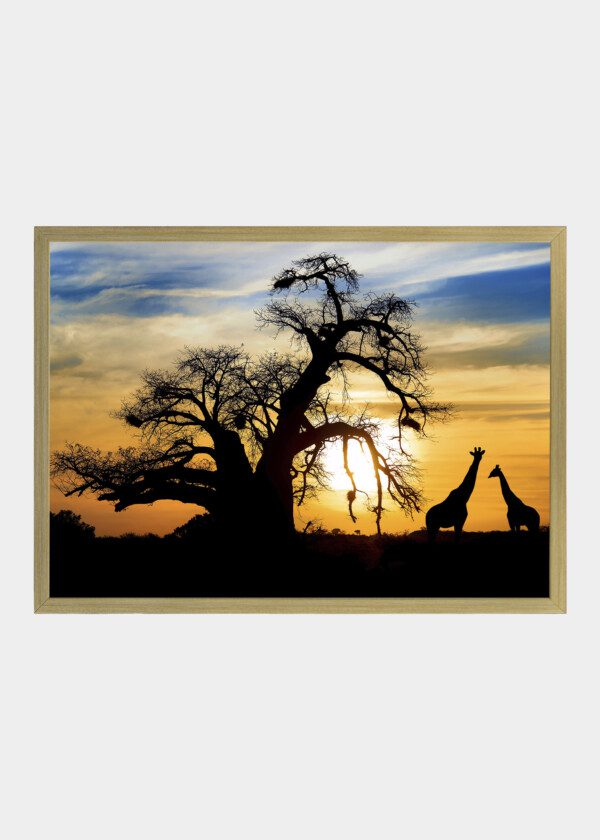 GIRAFFES AGAINST ORANGE SKY