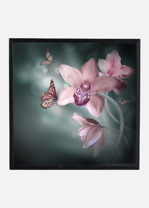 ORCHIDS AND BUTTERFLIES