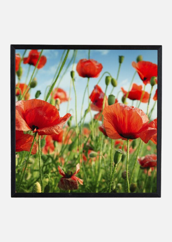 POPPY FLOWERS