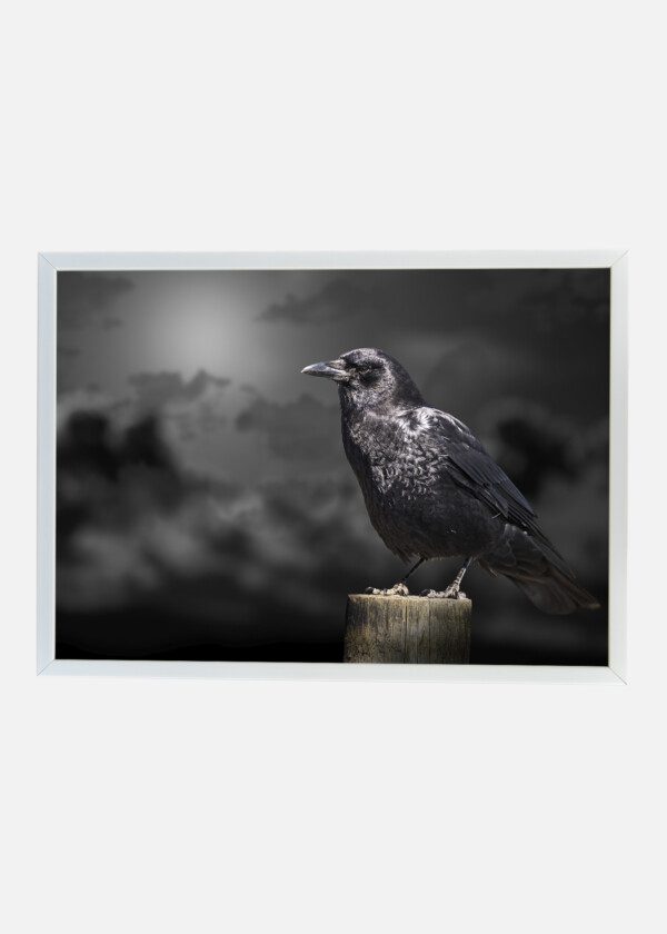 RAVEN