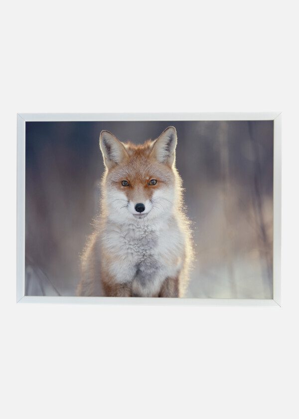 FOX