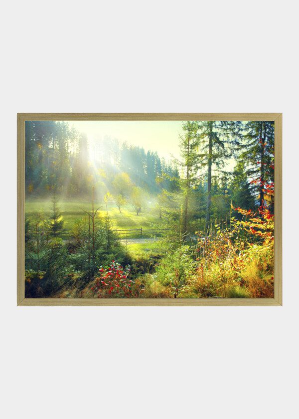 SUNRISE IN THE FOREST
