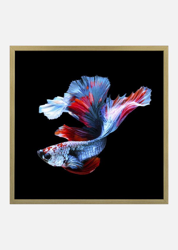 SIAMESE FIGHTING FISH
