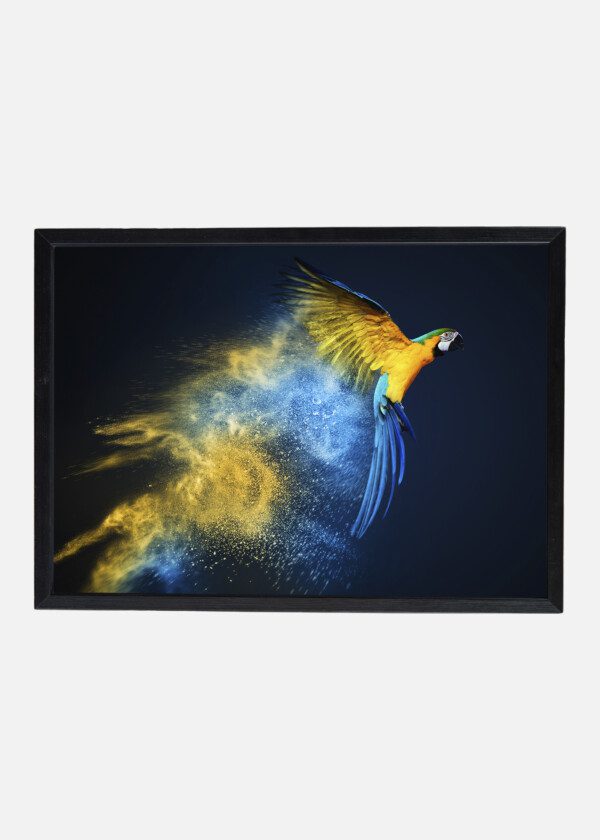 MACAW